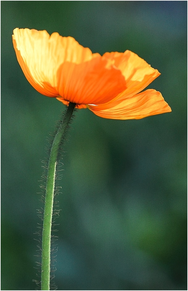 IMAGE: http://img111.xooimage.com/files/a/9/2/img_0087-5868112.jpg